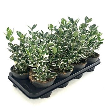 Euonymus japonicus 'Kathy'