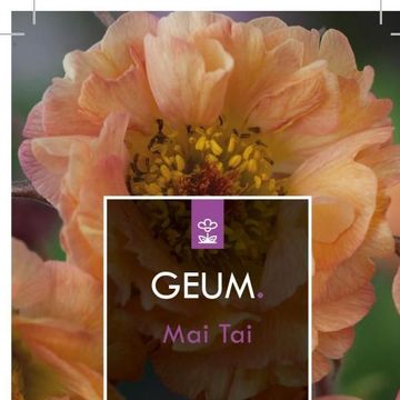 Geum rivale 'Mai Tai'