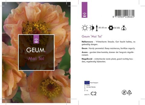 Geum rivale 'Mai Tai'