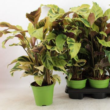 Calathea 'Yellow Fusion'