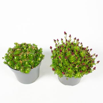 Saxifraga X ARENDSII MIX