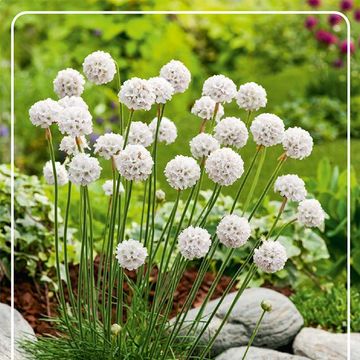 Armeria maritima 'Abbey White'