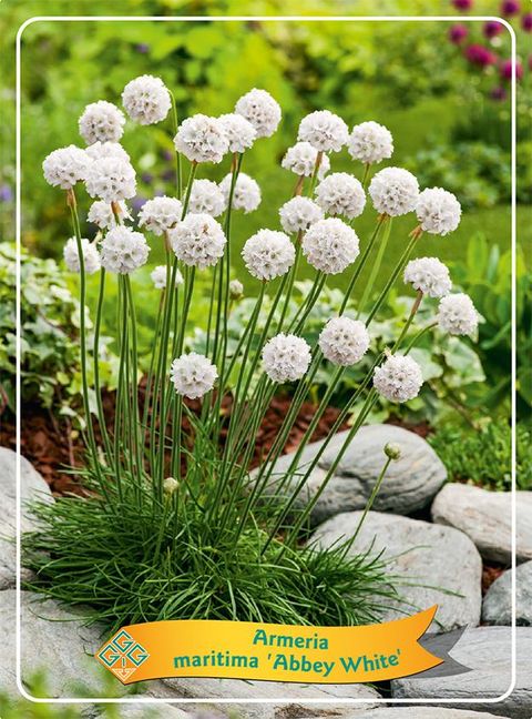 Armeria maritima 'Abbey White'