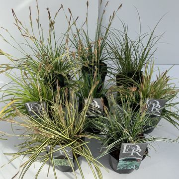 Carex MIX