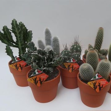 Cactus MIX