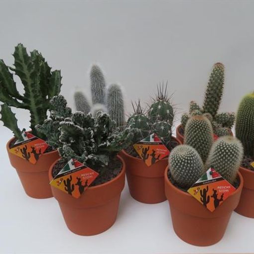 Kaktusy MIX