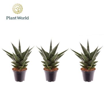 Sansevieria cylindrica 'Skyline'