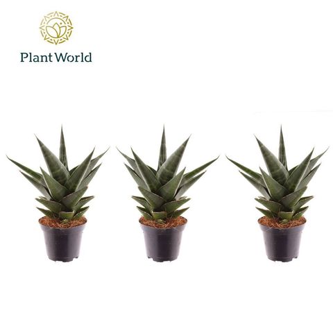 Sansevieria cylindrica 'Skyline'