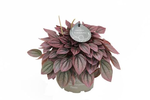 Peperomia caperata 'Cayenne'