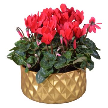 Cyclamen persicum SUPER SERIE S ALLURE MIX