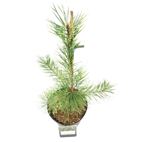 Pinus sylvestris 'Candlelight'