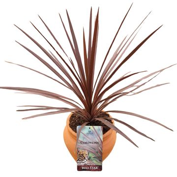 Cordyline australis 'Red Star'