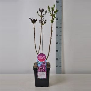 Syringa x hyacinthiflora 'Esther Staley'