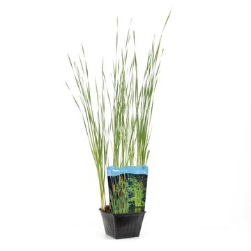 Typha angustifolia