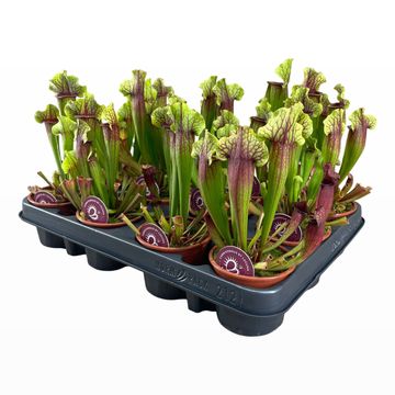 Sarracenia x mitchelliana