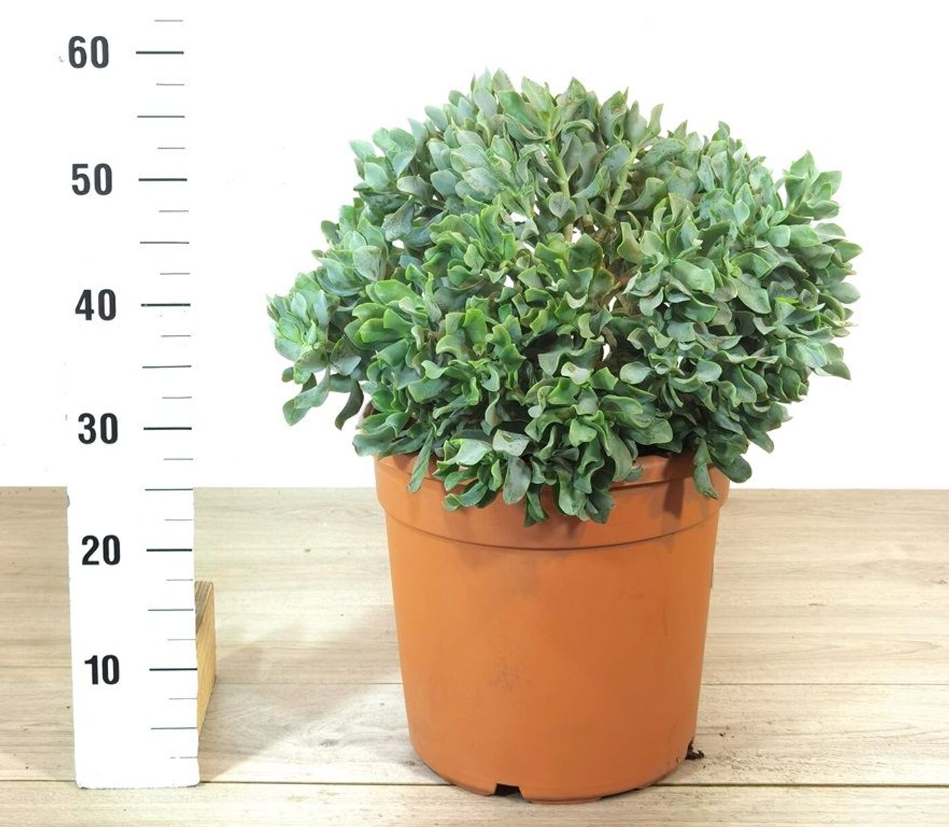 crassula-ovata-plant-wholesale-floraccess