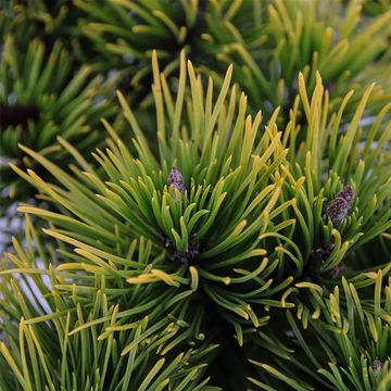 Pinus mugo 'Carsten'