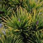 Pinus mugo 'Карстен'