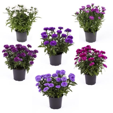 Aster REGENT MIX