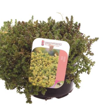 Sedum acre