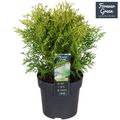 Thuja occidentalis 'Golden Globe'