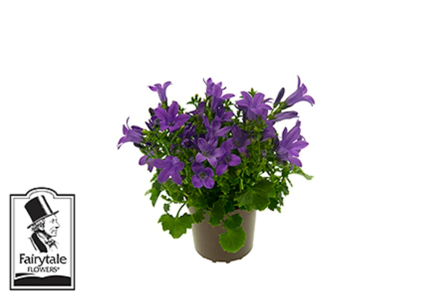 cheese plant buy Swiss Cheese Plant