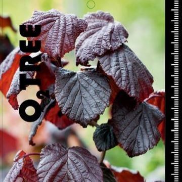 Corylus avellana PURPLE UMBRELLA