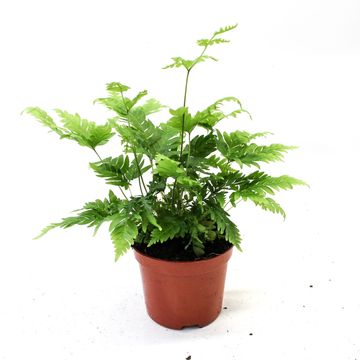 Pteris fauriei