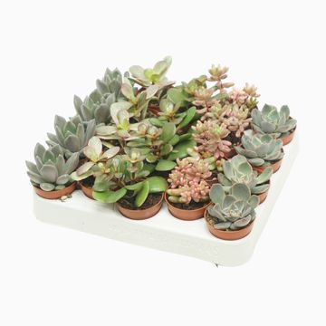 Succulents MIX