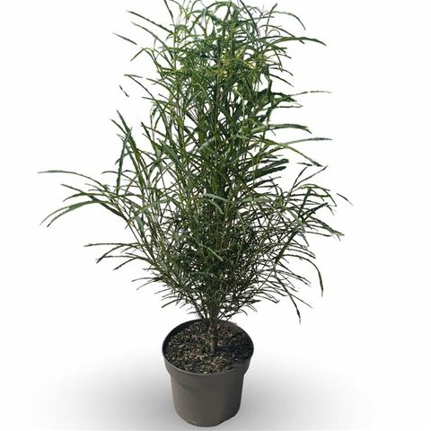 Frangula alnus FINE LINE