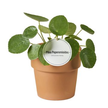 Pilea peperomioides