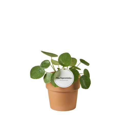 Pilea peperomioides