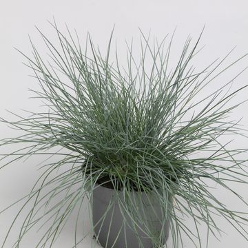 Festuca glauca 'Eisvogel'