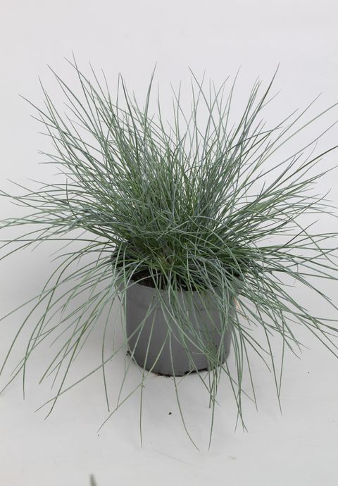 Festuca glauca 'Eisvogel'