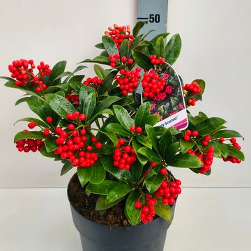 Skimmia japonica 'Lady Scarlett'