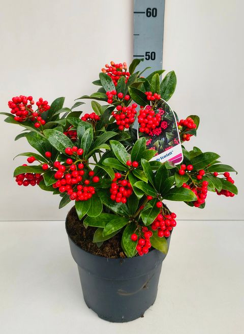 Skimmia japonica 'Lady Scarlett'