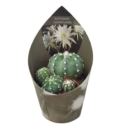 Echinopsis subdenudata