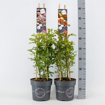 Rosa ROSY BOOM MIX