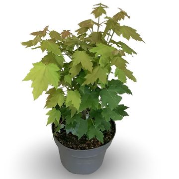 Acer rubrum РЕД САНСЕТ