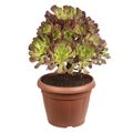 Aeonium arboreum 'Атропурпуреум'