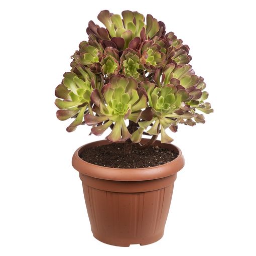 Aeonium arboreum 'Atropurpureum'