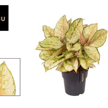 Aglaonema 'Corn Silk'