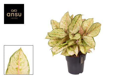 Aglaonema 'Corn Silk'