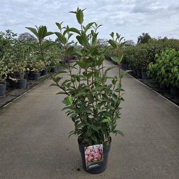 Viburnum x bodnantense 'Charles Lamont'