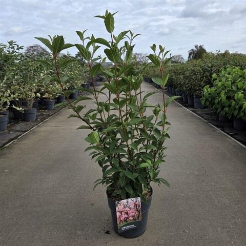 Viburnum x bodnantense 'Charles Lamont'