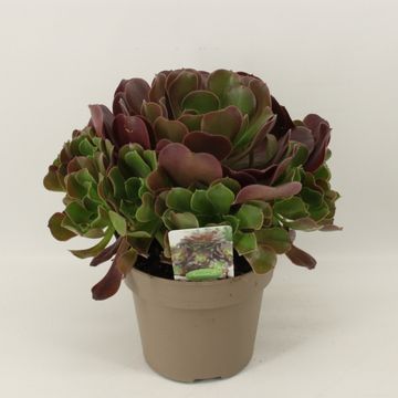 Aeonium arboreum