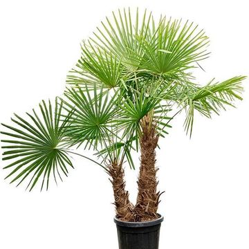 Trachycarpus fortunei