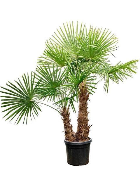 Trachycarpus fortunei