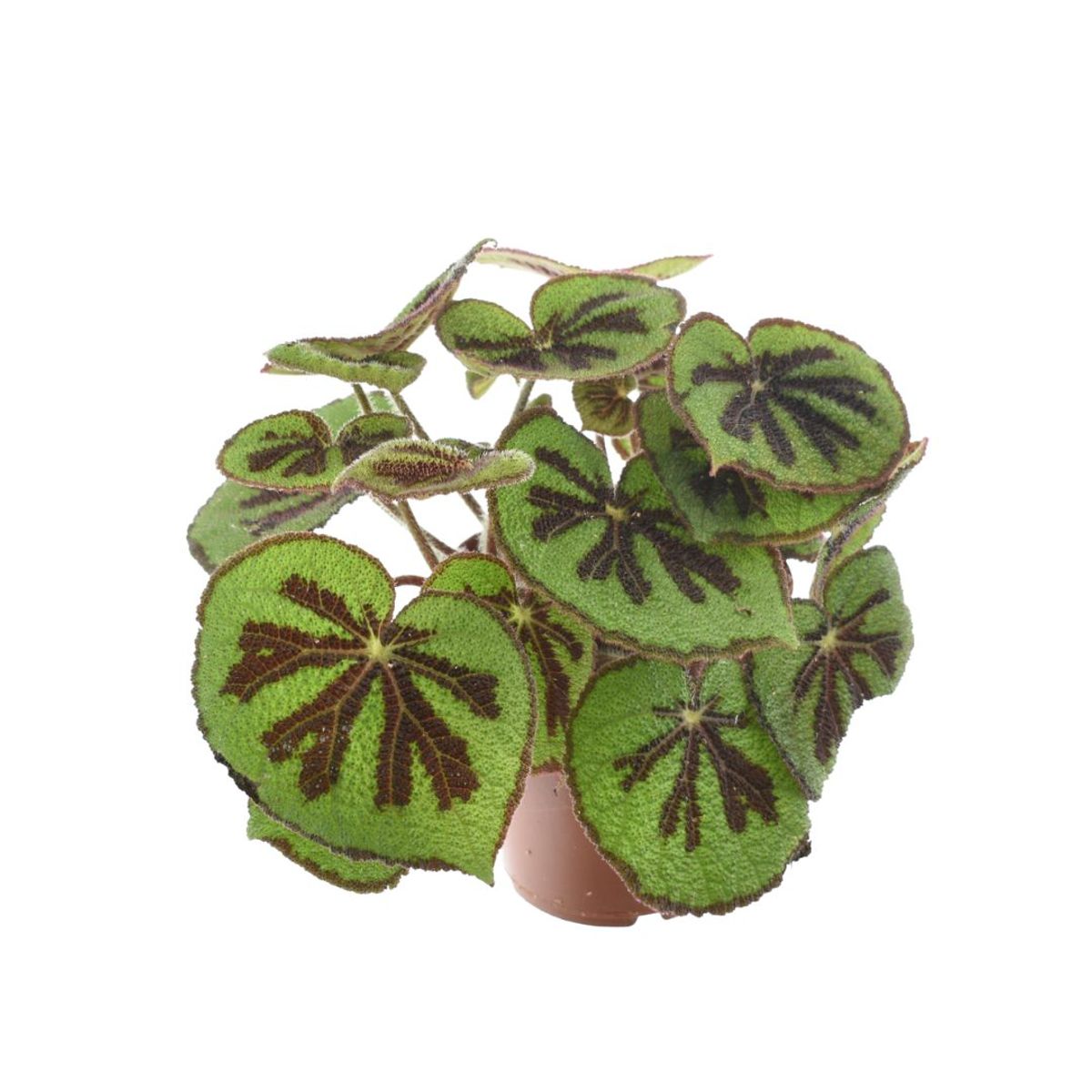 Begonia masoniana ‘Rock” — Plant Wholesale FlorAccess