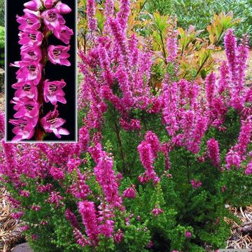 Calluna vulgaris 'Darkness'